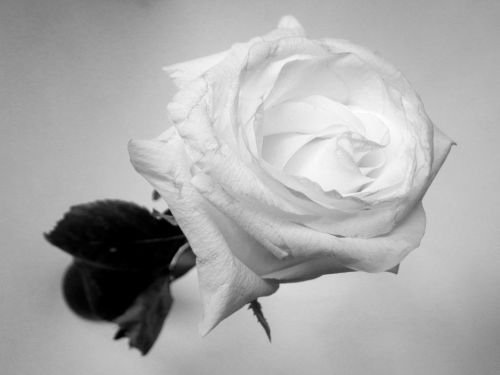 Gėlė,  Rožė,  Nuotrauka,  Apdorojimas,  Išaugo Stebuklų Šalyje