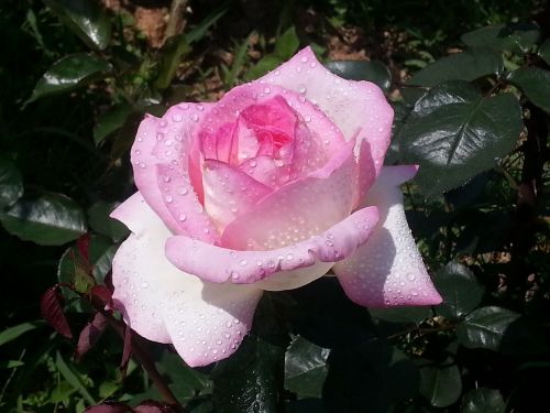 Rožių Parkas, Changwon, Rožė