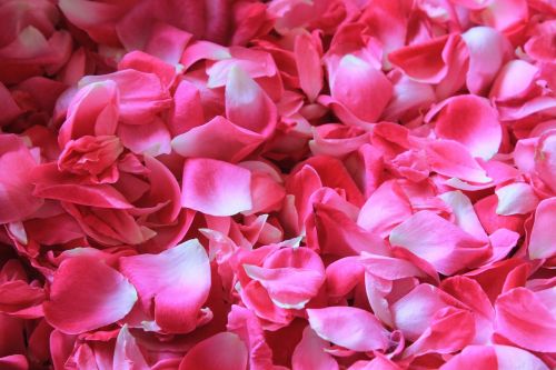Rožių Žiedlapiai, Gėlė, Popuriai