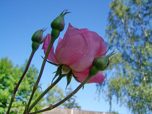 Rožių Žiedlapiai,  Rožinė Gėlė