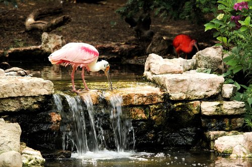 Rožinė Girnovė,  Löffler,  Ibis,  Paukštis,  Vanduo Paukštis,  Stilt Kojos,  Florida