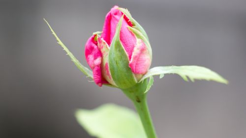Rosebud, Gėlių Pumpurai, Gėlė, Rožė