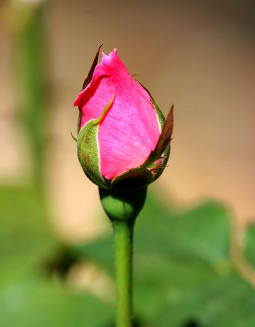 Rosebud, Gėlė, Žiedas, Rožė, Žiedlapis, Gėlių, Romantiškas, Puokštė