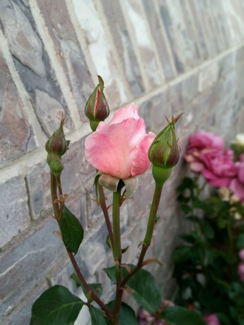 Rosebud, Gėlė, Rožė, Žiedas, Gėlių, Gamta, Augalas, Rožinis, Žydėti, Natūralus