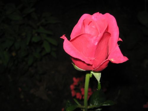 Rožinis,  Raudona,  Rožė,  Augalas,  Gėlė,  Rosebud Vėl