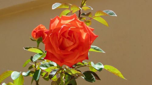 Rožių Krūmas, Rožių Krūmas, Rožinė Oranžinė, Rožė, Gėlė, Gamta, Roseiro