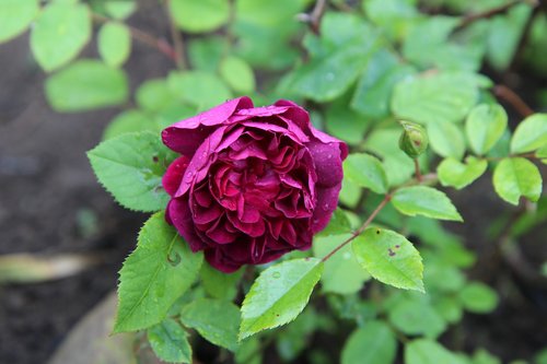 Rožių Krūmas,  Erškėtuogių Amžiaus,  Raudona Roze,  Rausvos Gėlės,  Rožinė Violetinė