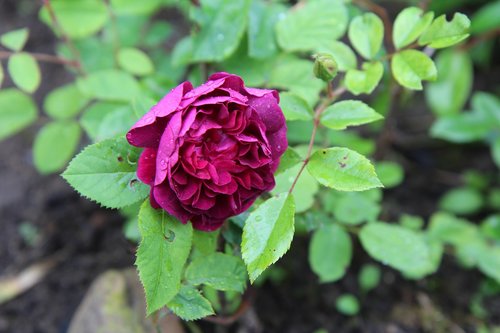 Rožių Krūmas,  Erškėtuogių Amžiaus,  Raudona Roze,  Rausvos Gėlės,  Rožinė Violetinė,  Rožinė Gėlė