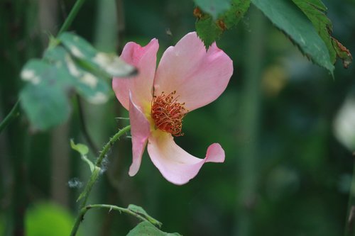 Rožių Krūmas,  Paprasta Gėlė,  Žydėjimo Išaugo Krūmas,  Rausvos Gėlės,  Augalų,  Climbing Padidėjo