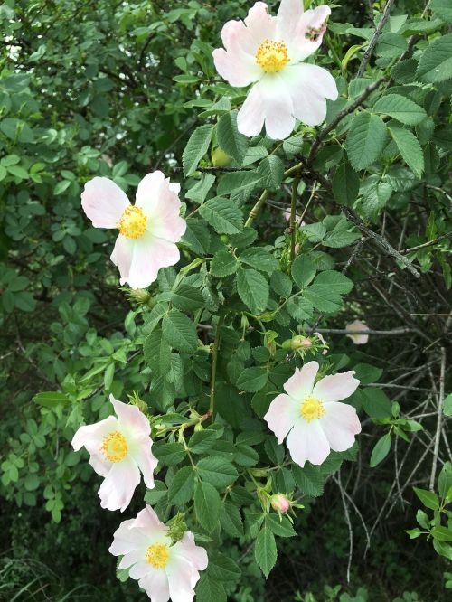 Rosehip, Gėlė, Anatoliniai Augalai, Pavasaris