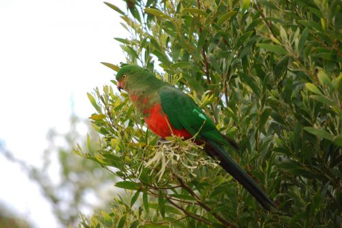 Rosella,  Paukštis,  Australia,  Rosella