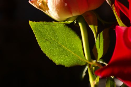 Rosenblatt, Gėlė, Augalas, Žalias, Rožės
