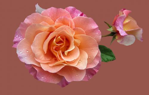 Rožių Sodas, Noble Rose Augusta Luise, Rožė, Gėlė, Išaugo Žydėti, Uždaryti