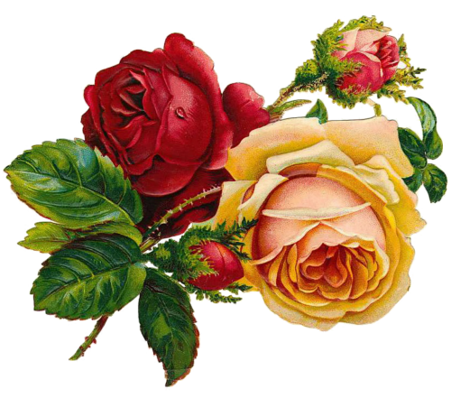 Rožės, Vintage, Gėlės