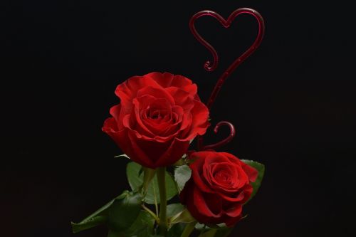 Rožės, Širdis, Meilė, Gėlės, Romantika, Valentino Diena, Raudona, Raudonos Rožės, Raudona Rožė, Vestuvių Dieną