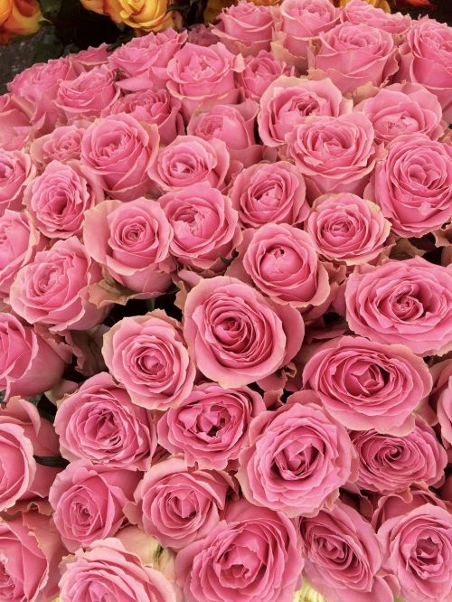 Rožės, Meilė, Gėlės, Romantiškas, Raudona Roze, Žiedas, Žydėti, Flora, Romantika, Rožių Puokštė