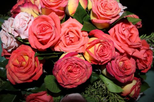Rožė,  Gėlė,  Rožės,  Gėlės,  Žiedlapiai,  Krūva & Nbsp,  Rožės,  Tapetai,  Rožės