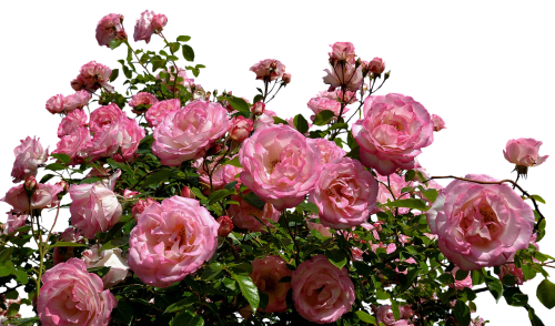 Rožės, Rožinis, Krūmas, Gėlės, Sodas, Gamta, Augalas, Flora, Romantika, Gražus