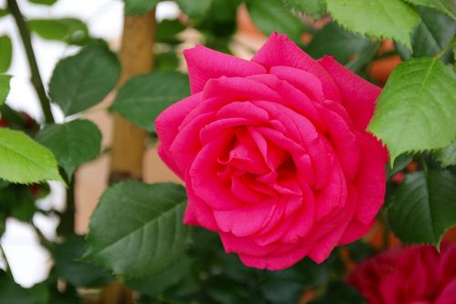 Rožės, Atidaryta Roze, Anglų Rozė, Rožių Šeimos, Valstijos Sodo Šou, Bayreuth, Rosenstock