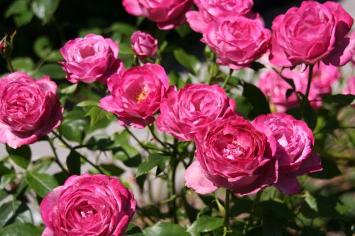 Rožės, Gėlės, Anglų Rozė