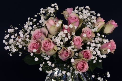 Rožės, Rožė, Gėlės, Rožinis, Balta, Gypsophila, Gėlė, Gamta, Gėlių Puokštė, Puokštė, Ačiū, Meilė, Vestuvės, Vestuvių Dieną