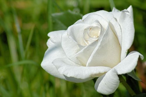 Rožės, Išaugo Žydėti, Balta Rožė, Gėlė, Kvepalai, Gražus