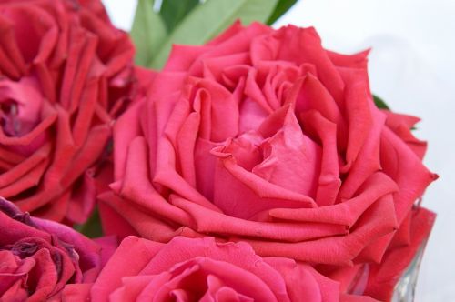 Rožės, Raudonos Rožės, Rožė, Raudona, Meilė, Romantiškas, Rožių Puokštė