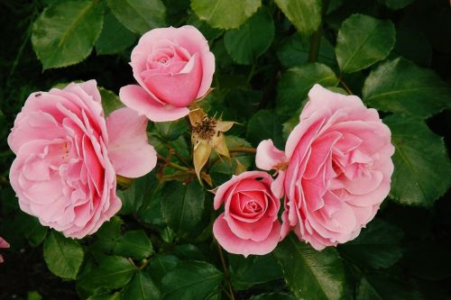 Rožės, Gėlės, Rožinis, Rožinė Rožė, Išaugo Žydėti