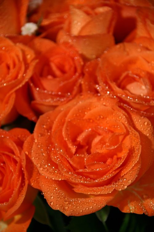 Rožės, Gėlės, Oranžinė, Rasa