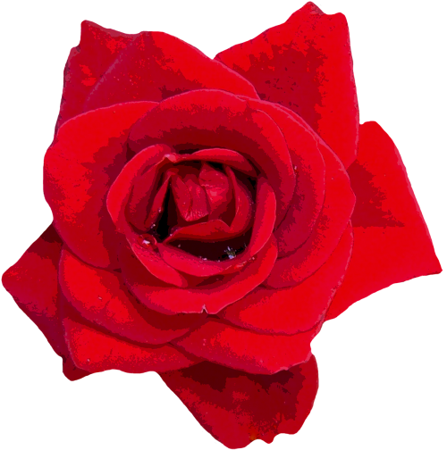 Rožės, Raudona, Gėlės, Raudona Roze, Rožių Šeimos, Sodo Rožė, Rožių Žydėjimas, Meilė, Romantika, Išaugo Žydėti, Gamta, Žiedas, Žydėti