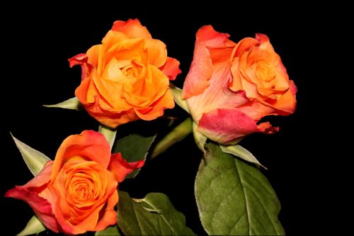 Rožės, Gėlės, Kelių Spalvų, Oranžinė Rožė, Rožių Žydėjimas