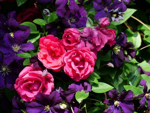 Rožės, Raudona, Gėlės, Clematis, Violetinė, Violetinė, Augalas, Clematis Ascotiensis