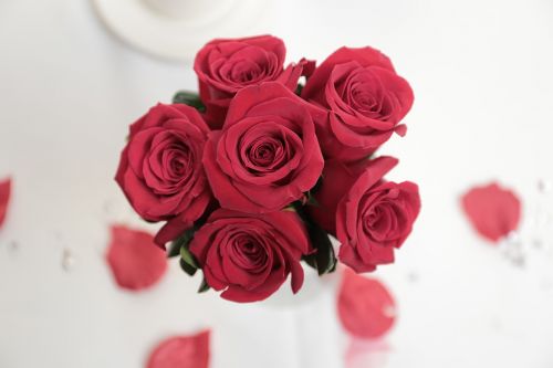Rožės, Gėlės, Vestuvės, Raudona