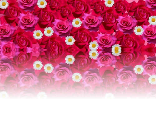 Rožės, Meilė, Romantiškas, Raudona Roze, Gėlės, Žiedas, Žydėti, Rožinis, Gražus, Valentino Diena, Raudona, Dekoratyvinis, Išaugo Žydėti, Kilnus