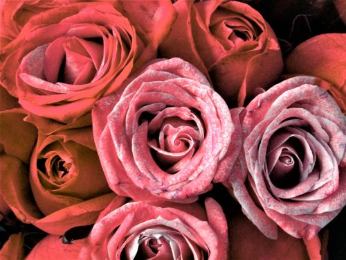 Rožės, Gėlių Puokštė, Trumpalaikis, Gėlės, Sveikinu, Romantika