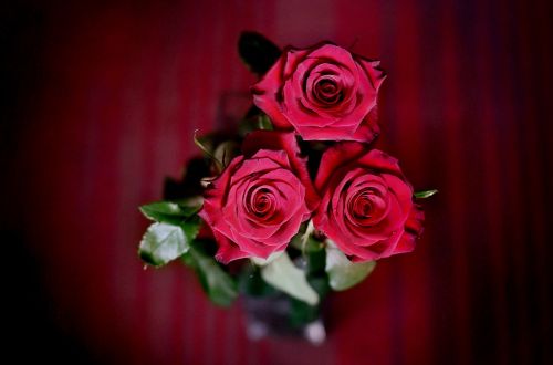 Rožės, Raudonos Rožės, Puokštė, Gėlės, Gėlė, Raudona, Graži Gėlė, Raudona Roze, Flora, Gražios Gėlės, Budas
