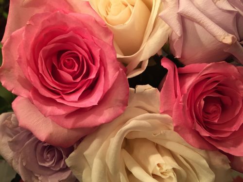 Rožės, Rožinis, Gėlė, Romantika, Žiedlapis, Gėlių, Puokštė, Sodas, Romantiškas, Valentine, Žydėti