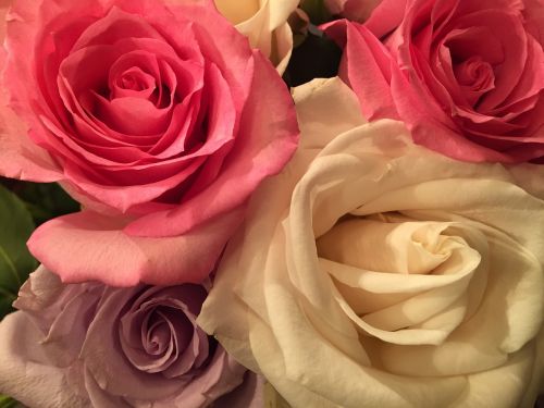 Rožės, Rožinis, Gėlė, Žiedlapis, Romantika, Romantiškas, Gėlių, Puokštė, Žydėti, Valentine, Sodas