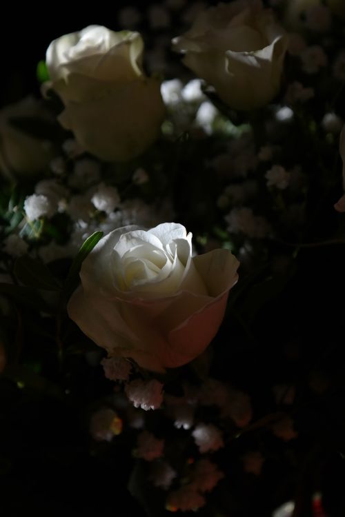Rožės, Balta, Gėlė, Gėlės, Puokštė, Rožių Puokštė, Baltos Rožės