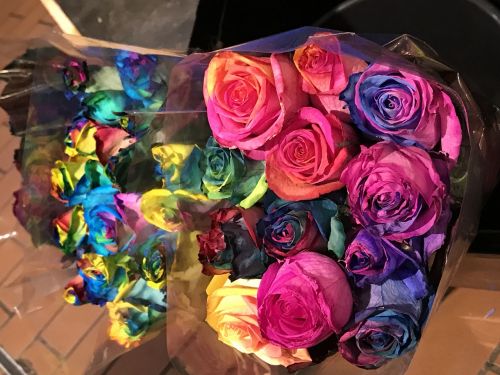 Rožės, Vaivorykštė, Puokštė, Gėlės, Valentino Diena, Meilė