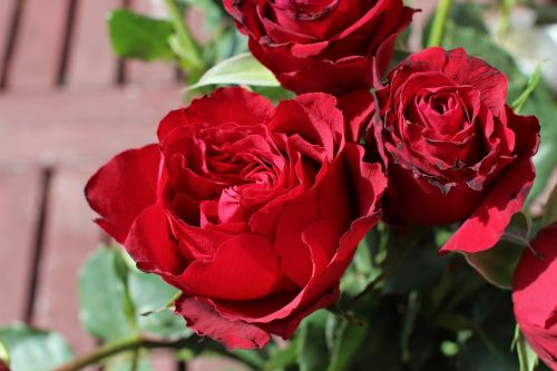Rožės, Raudona, Meilė, Raudonos Rožės, Gėlė, Romantika, Raudona Roze, Romantiškas, Gamta, Gėlių, Valentine, Žiedlapis, Šventė