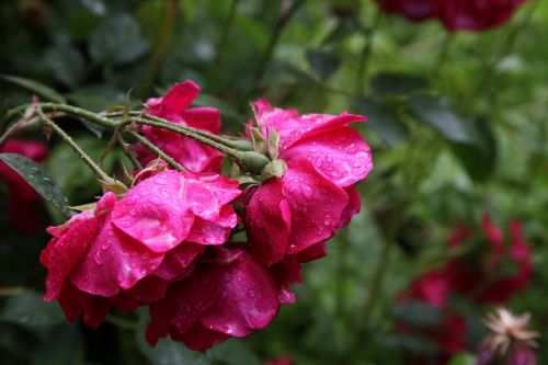 Rožės, Lietus, Gražios Gėlės, Kompozicija, Dekoratyvinis Augalas, Raudona Roze