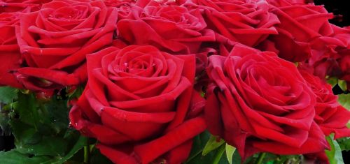 Rožės, Raudona, Raudona Roze, Gėlė, Žiedas, Žydėti, Išaugo Žydėti, Romantiškas, Raudonos Rožės, Rožių Žydėjimas, Vestuvių Dieną, Romantika, Kilnus