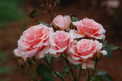 Rožės, Gėlė, Rožinis, Gėlių, Romantiškas, Augalas, Flora, Žydėti