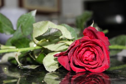 Rožės, Rosa, Gėlė, Raudona, Raudonos Rožės