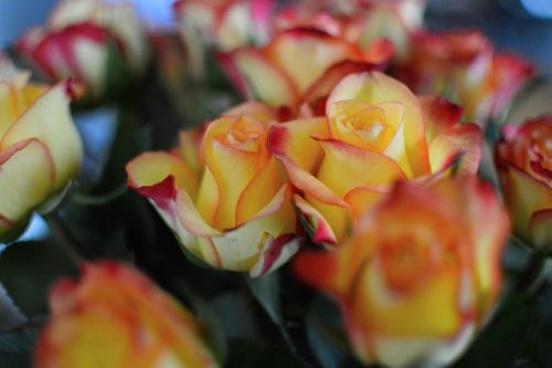 Rožės, Geltona, Geltona Rožė, Rožių Krūmas, Oranžinė, Geltona Gėlė, Oranžinė Rožė, Bicolor Pink, Gėlės, Augalas, Augalai Žydintys