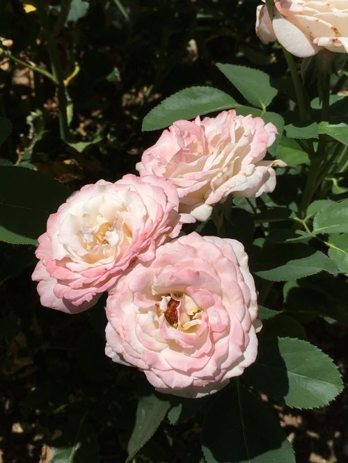 Rožės, Auburn, Kalifornija