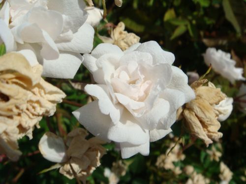 Rožės, Balta, Makro