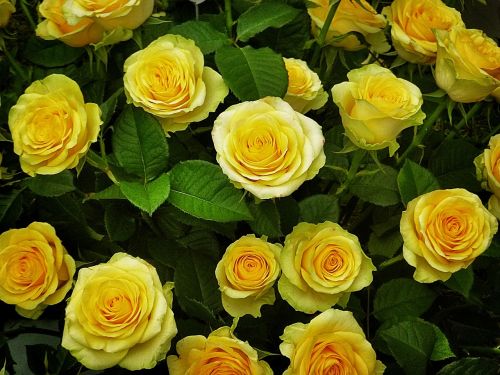 Rožės, Geltona, Gėlės, Žydėti Rožės, Geltonos Rožės, Išaugo Žydėti, Atviros Rožės, Šviesus, Floribunda, Žėrinčios Gėlės, Ryškiai Geltona