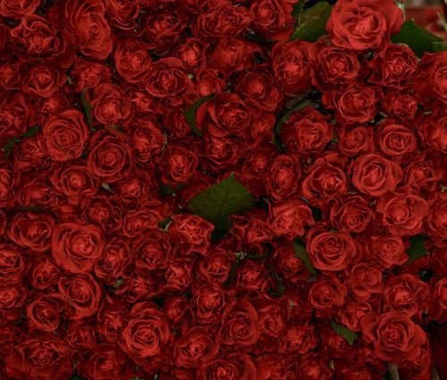 Rožės, Raudona, Gėlės, Romantiškas